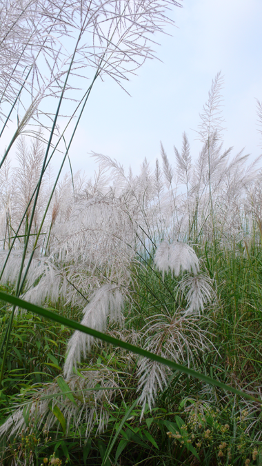 ������Ӱ��Ʒ������