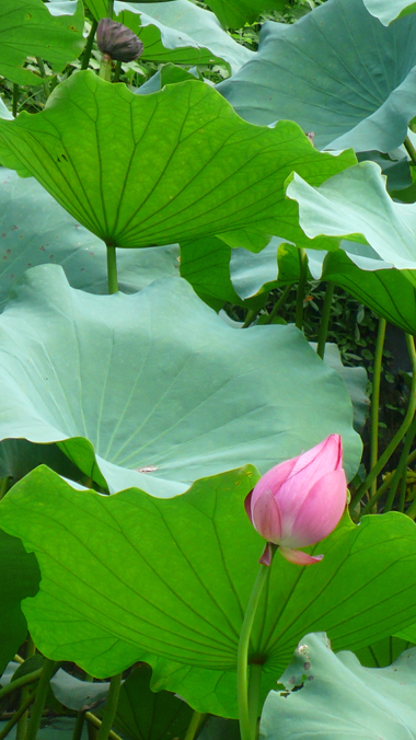 ������Ӱ��Ʒ���ģ�