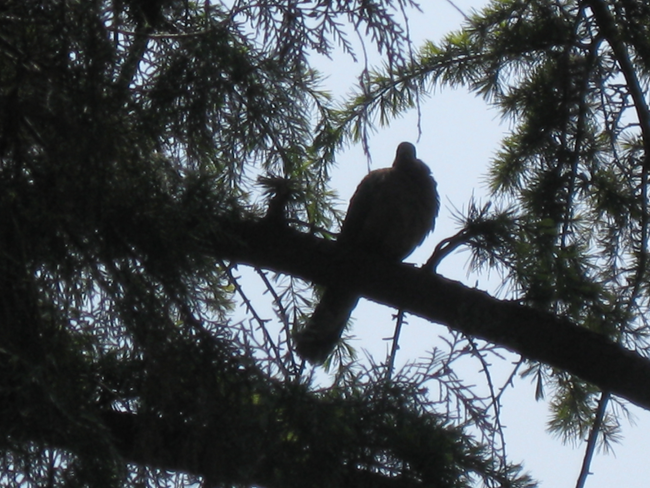 ���ܳ���Ӱ��Ʒ������